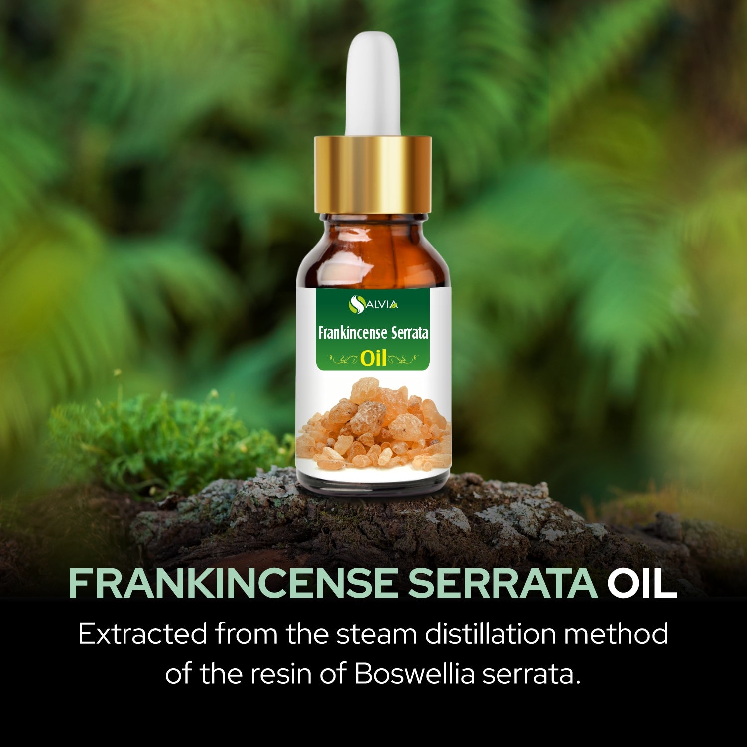 Salvia Natural Essential Oils,Dandruff,Greasy Oil,Anti Fungal,Anti-fungal Oil,Oil for Greasy Hair Frankincense Serrata Oil Salvia Natural Essential Oils,Dandruff,Greasy Oil,Anti Fungal,Anti-fungal Oil,Oil for Greasy Hair Frankincense Serrata Oil